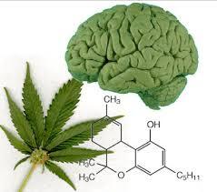 Representation of marijuana use and its impact, with a close-up of the plant.