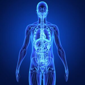 Will Your Liver Heal When You Stop Drinking?
