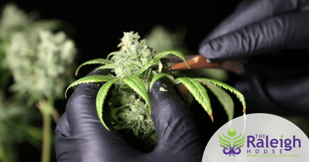 A close-up of a man’s hand and a marijuana plant.